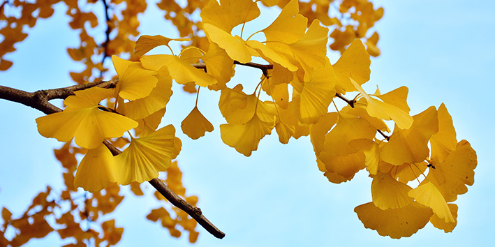 Folhas de ginkgo biloba